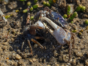 Not Exactly A Fair Fight - Photo by Karin Lessard