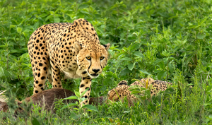 Not now - I am eating dinner! - Photo by Susan Case