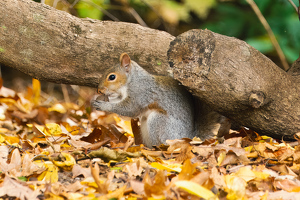 Nutty Delight - Photo by Terri-Ann Snediker