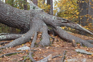 Octopus Tree Roots - Photo by Mireille Neumann