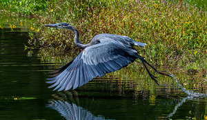 Off to better fishing grounds - Photo by Bill Payne