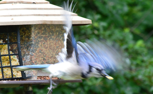 Off with Lunch - Photo by Charles Hall