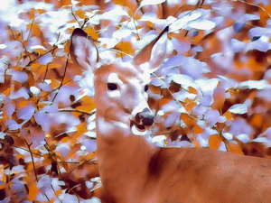 Oh Deer - Photo by Marylou Lavoie