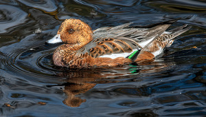 Oh That's Just Ducky - Photo by Mary Anne Sirkin