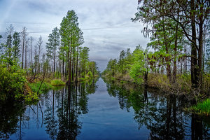 Salon 2nd: Okefenokee Waterway by John McGarry