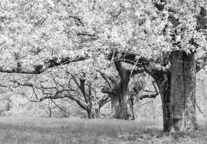 Old Orchard On Cider Hill - Photo by Bob Ferrante