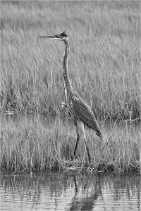 Class B 2nd: On Alert in the Marsh by Mark Tegtmeier