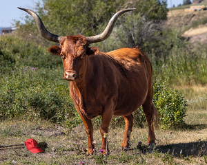 On Second Thought, I Don't Really Need It - Photo by Eric Wolfe