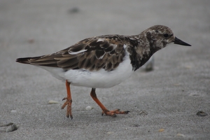 On The Beach - Photo by Bill Latournes