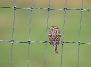 On The Fence - Photo by Marylou Lavoie