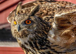 On the hunt - Photo by Frank Zaremba MNEC