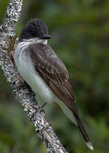 Class B 2nd: On The Lookout by Karin Lessard