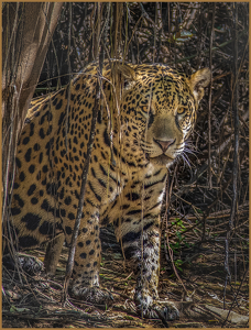 On the prowl - Photo by Susan Case