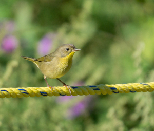 On The Ropes - Photo by Marylou Lavoie