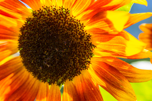 Orange You Sunny - Photo by Marylou Lavoie