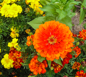 Orange! - Photo by Marylou Lavoie