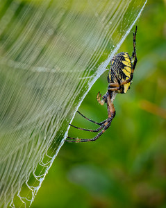 Orb Weaver Waiting for Prey by John McGarry