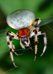 Orb Weaver - Photo by Frank Zaremba MNEC