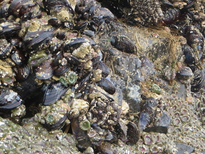 Oregon Ocean Life - Photo by Chip Neumann