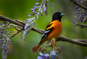 Oriole in Wysteria - Photo by Danielle D'Ermo