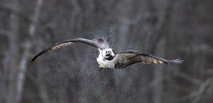 Osprey Shaking Off After a Dive - Photo by Nancy Schumann