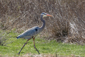 Out For A Stroll - Photo by Mark Tegtmeier