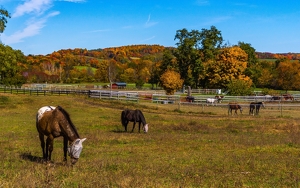 Out to Pasture - Photo by Arthur McMannus