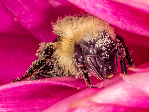 Over pollinated - Photo by Frank Zaremba MNEC