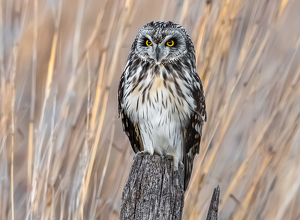 Salon 1st: Owl at Sundown by Libby Lord