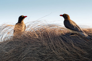 Oxpeckers on Warthog - Photo by Nancy Schumann