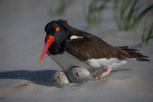 Salon 2nd: Oyster Catcher with Eggs by Danielle D'Ermo