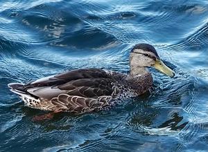 Paddling Along - Photo by Quyen Phan