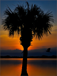 Palm Tree Sunset - Photo by Frank Zaremba MNEC