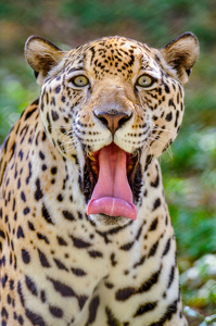 "Panther" after a Gene Simmons Concert - Photo by Aadarsh Gopalakrishna