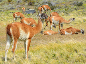 Patagonian  Guanacos, - Photo by Louis Arthur Norton