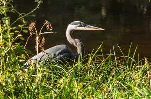 PeakABoo - Photo by Marylou Lavoie