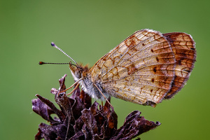 Pearl Crescent Butterfly - Photo by John McGarry