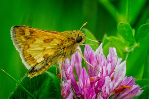 Peck's Skipper on Clover - Photo by John McGarry