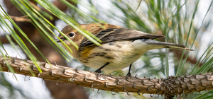 Peek-A-Boo - Photo by Alison Wilcox