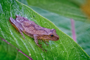 Peep Frog on a Milkweed Leaf - Photo by John McGarry