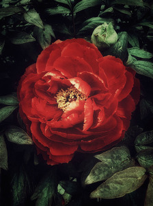 Class B 2nd: Peony by Kristin Long