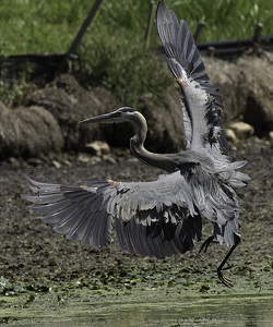 Pepare for landing - Photo by Nancy Schumann