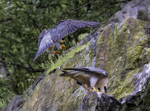 Peregrine Falcon Breeding Pair - Photo by Nancy Schumann