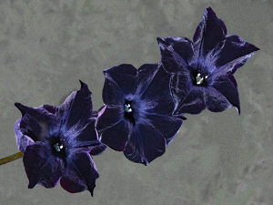 Class A 2nd: Petunias by Bill Latournes