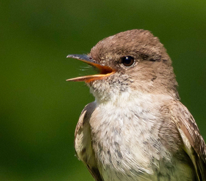 Phoebee Sings - Photo by Marylou Lavoie