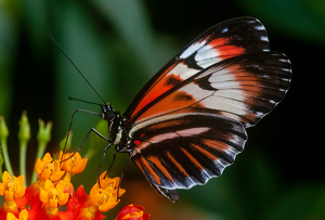 Piano Wing Butterfly - Photo by Linda Fickinger