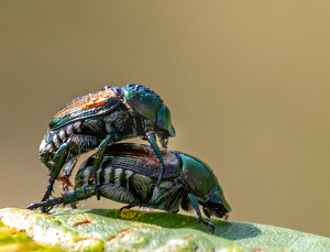 Piggyback Ride - Photo by Marylou Lavoie