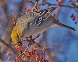 Pine Grosbeak eating berries - Photo by Ben Skaught