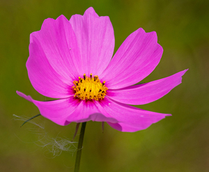 Pink and Green - Photo by Marylou Lavoie