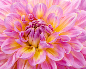 Class B 1st: Pink Dahlia by Robert McCue